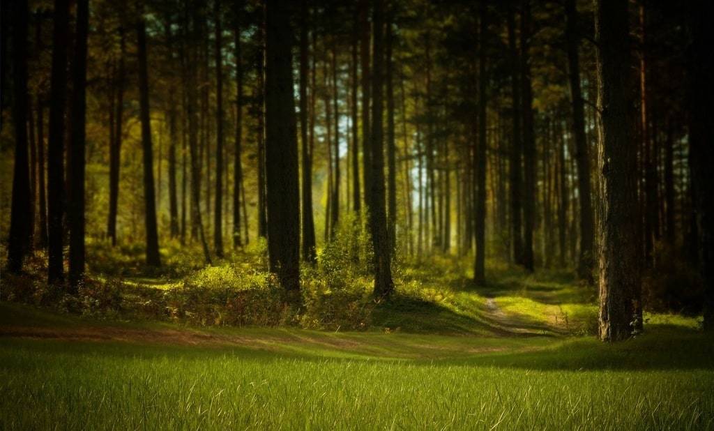 Wildlife-Entdeckung direkt vor der Tür